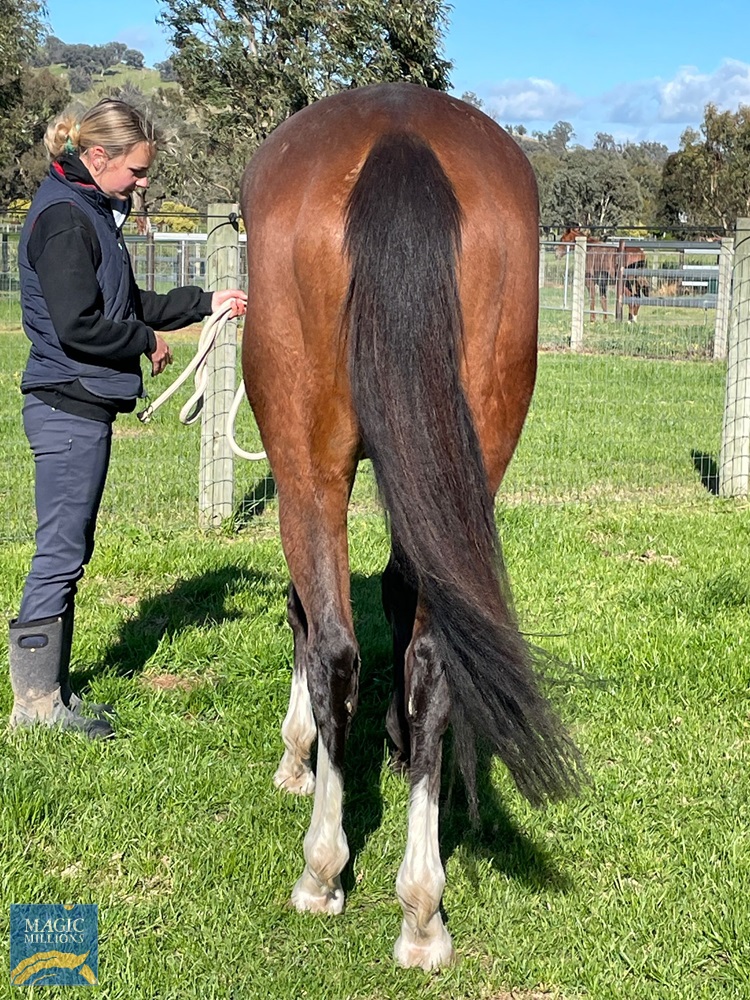 Scissors (AUS) - Image 3