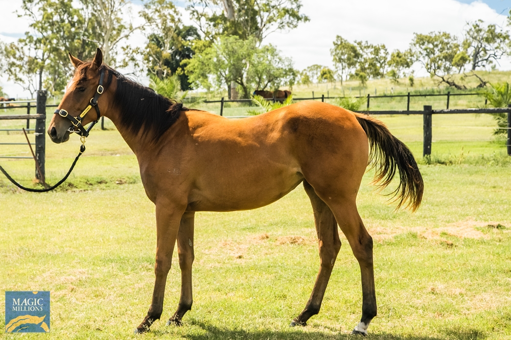 Territories (IRE) / Muster (AUS) 2020 Filly - Image 1