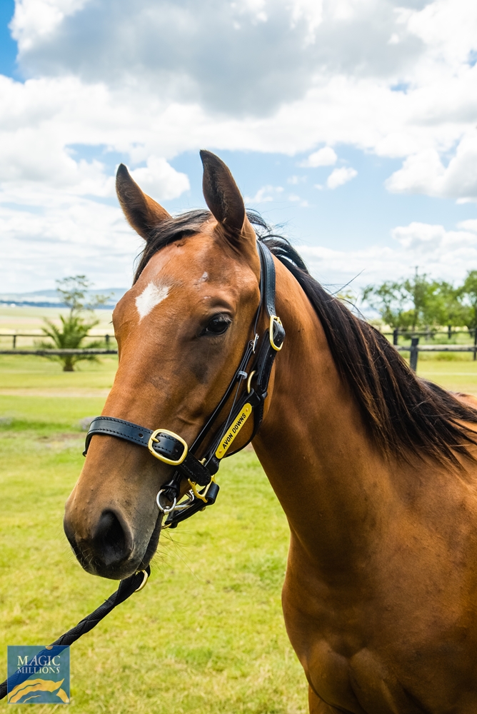 Territories (IRE) / Muster (AUS) 2020 Filly - Image 2