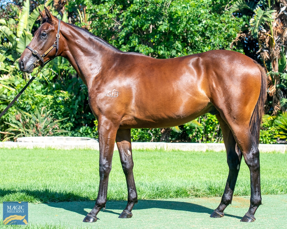 Awesome Rock (AUS) / Kezzabelle (AUS) 2020 Colt - Image 1