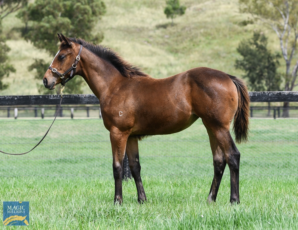 Magna Grecia (IRE) / Jolie's Shinju (JPN) 2021 Filly - Image 1