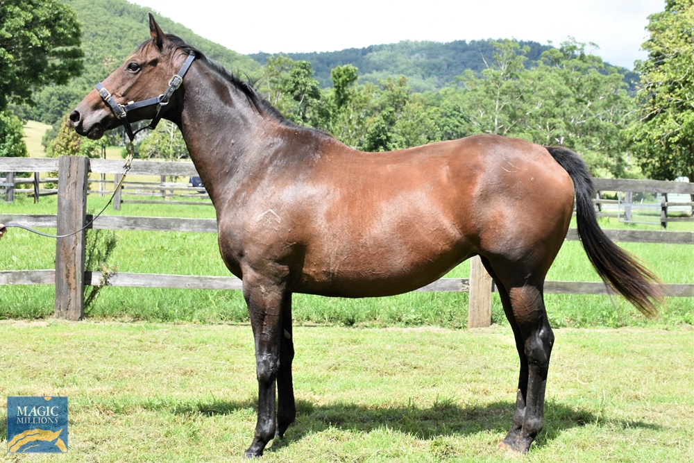 Not Kitty (AUS) - Image 1