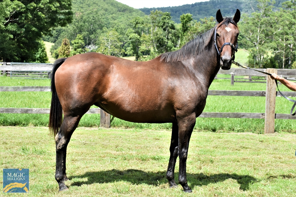 Not Kitty (AUS) - Image 2