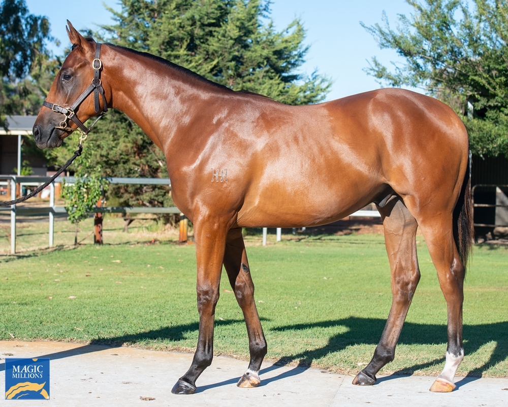 Shooting to Win (AUS) / Lucky Kitty (AUS) 2020 Colt - Image 1
