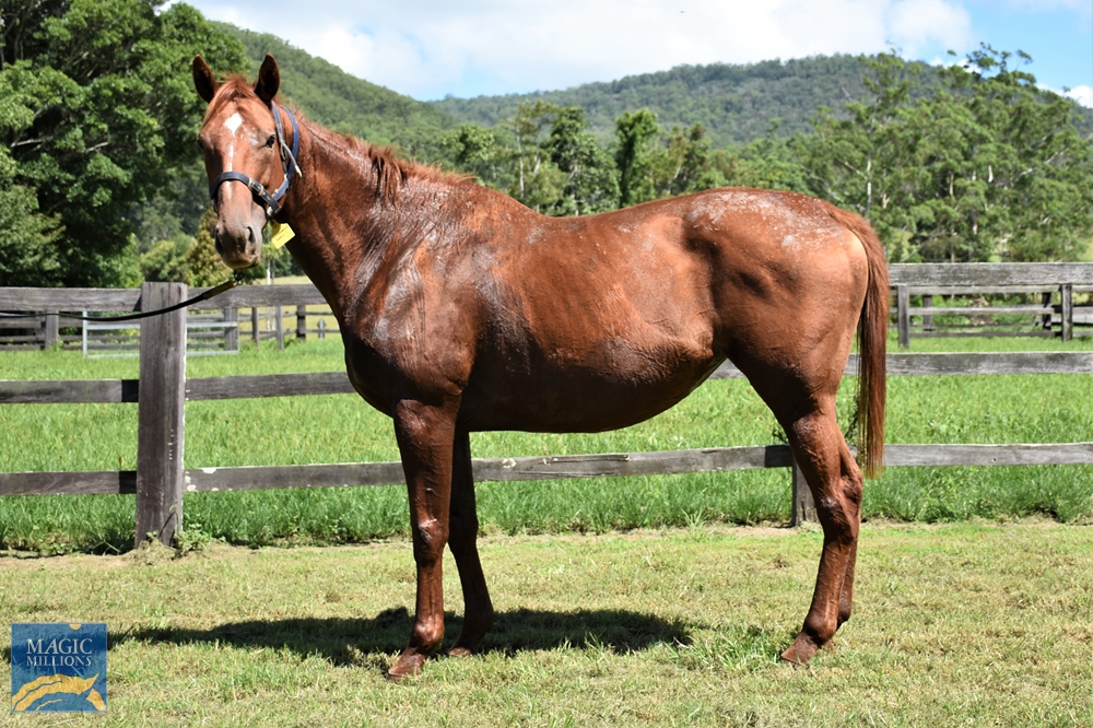 Exceedingly Easy (AUS) - Image 1