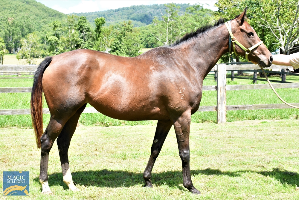 Hellaroo (AUS) - Image 1