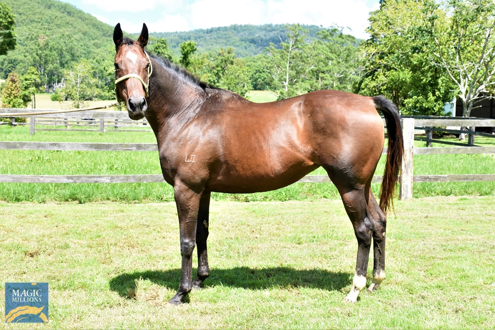 Hellaroo (AUS) - Image 2