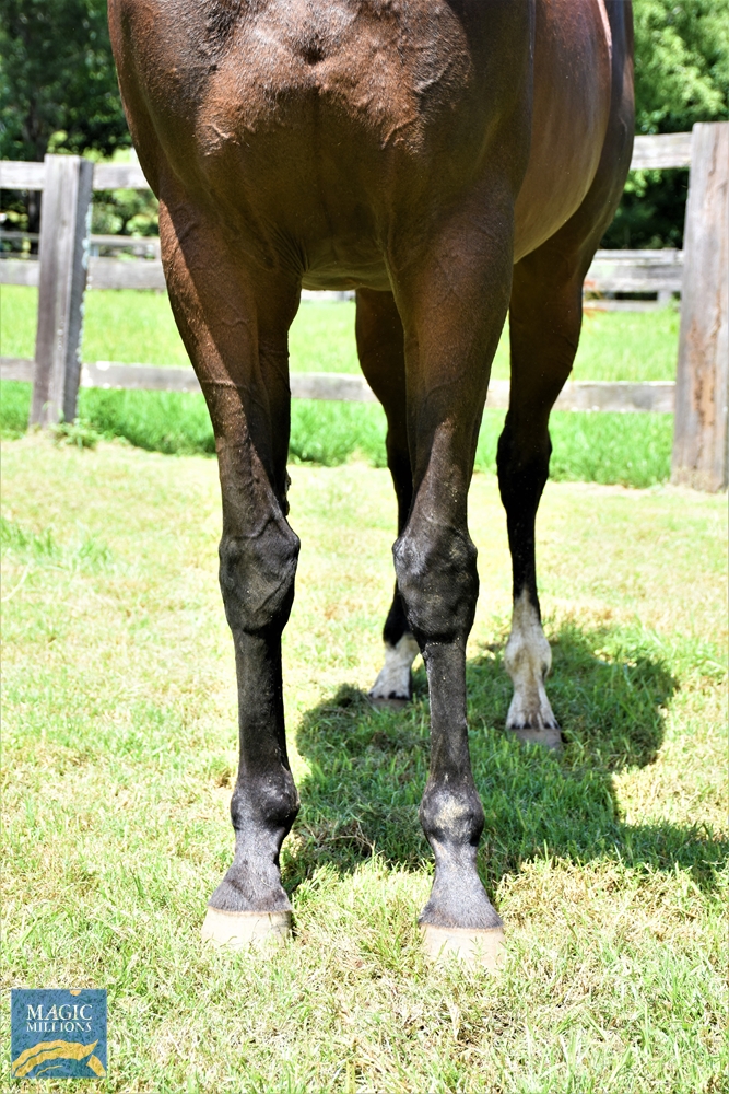 Hellaroo (AUS) - Image 3