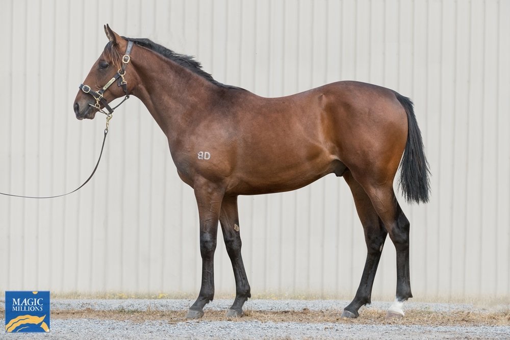 Stratosphere (AUS) / Stacy Ann (AUS) 2020 Colt - Image 1