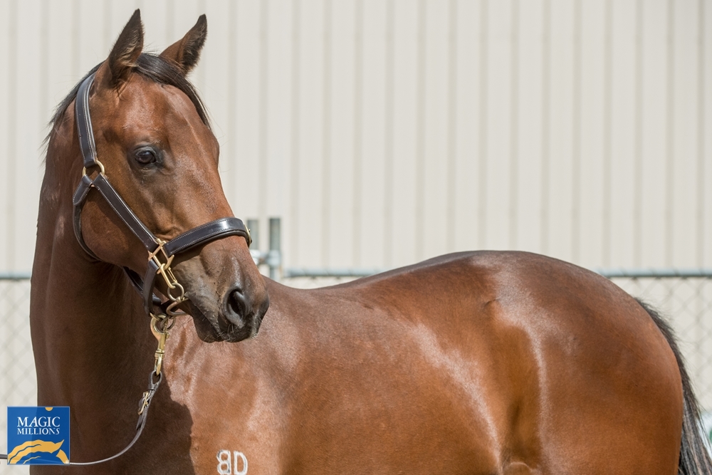 Stratosphere (AUS) / Stacy Ann (AUS) 2020 Colt - Image 2