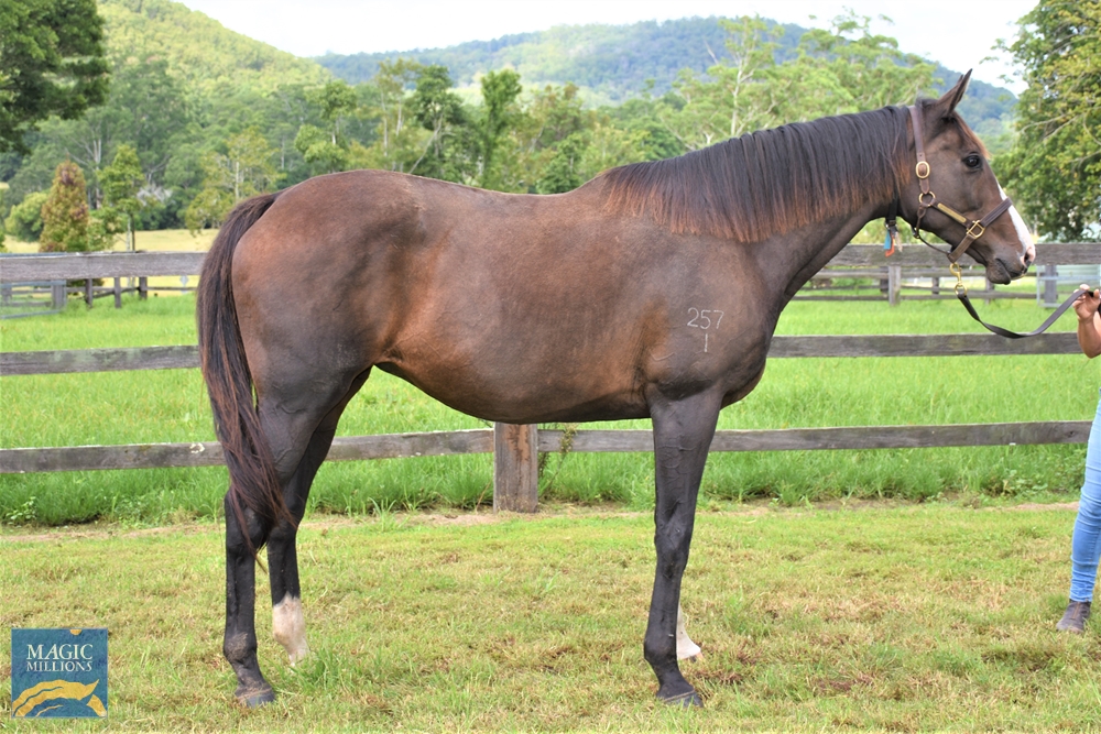 Dollars Not Sense (AUS) - Image 2