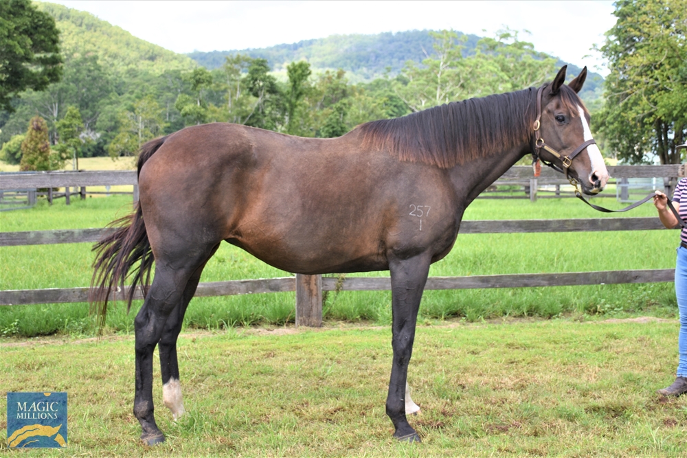 Dollars Not Sense (AUS) - Image 3