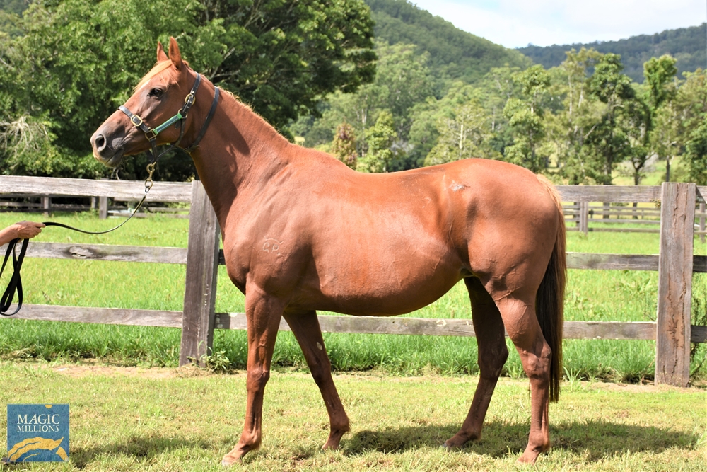 Gherardini (AUS) - Image 1