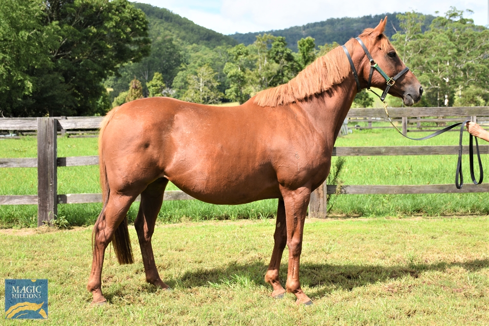 Gherardini (AUS) - Image 2