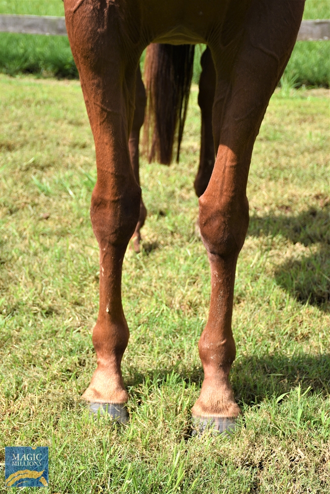 Gherardini (AUS) - Image 3