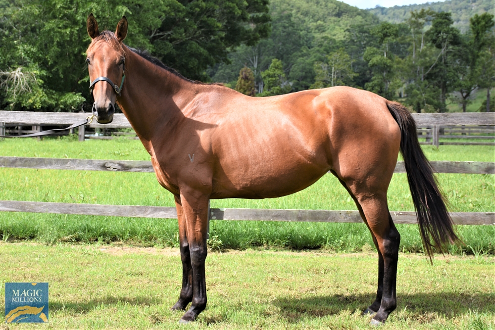 Hard Ruler (AUS) - Image 1