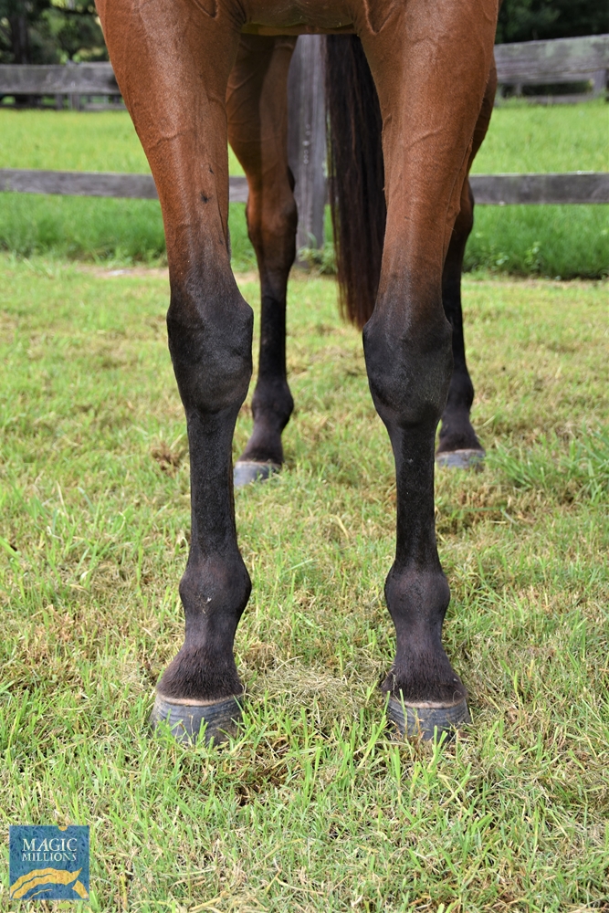 Hard Ruler (AUS) - Image 3