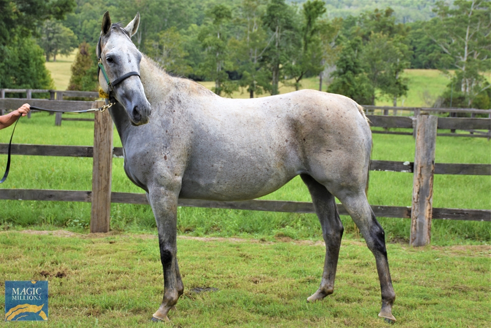 Peppermint Grey (AUS) - Image 1