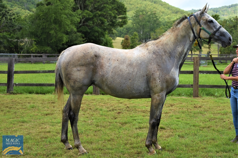 Peppermint Grey (AUS) - Image 2