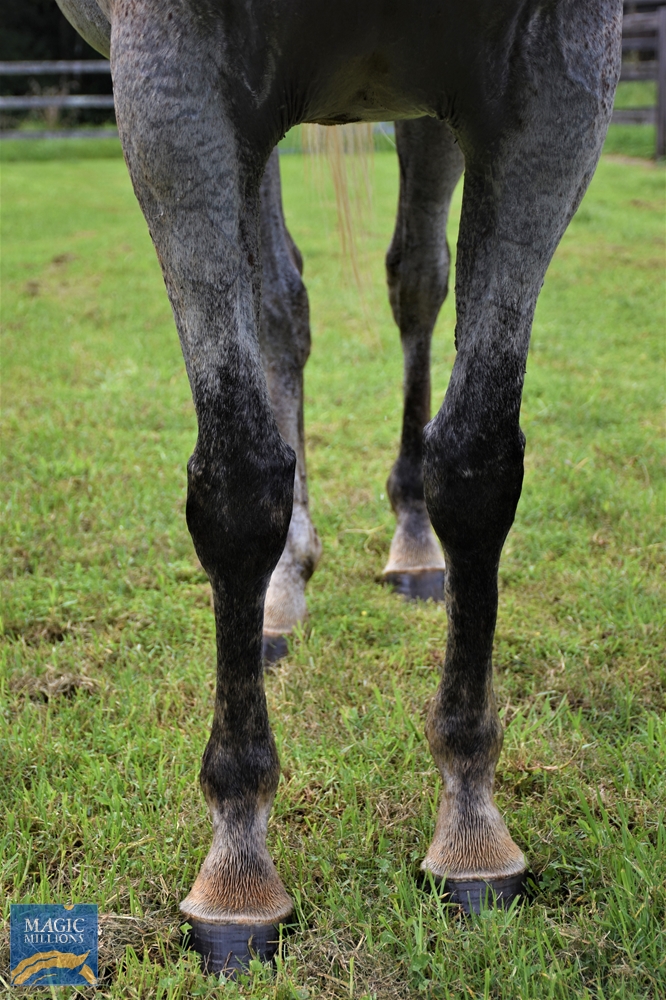 Peppermint Grey (AUS) - Image 3