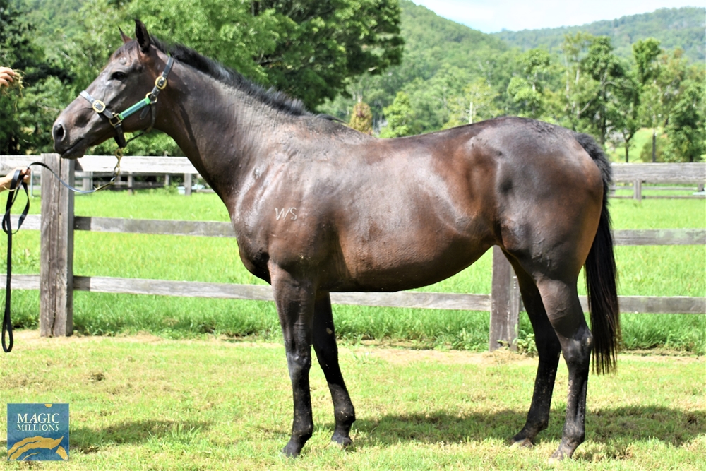 Shield Wall (NZ) - Image 1