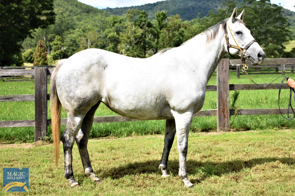 Tapavino (AUS) - Image 1