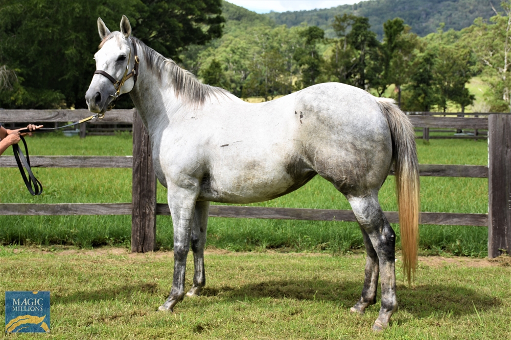 Tapavino (AUS) - Image 2