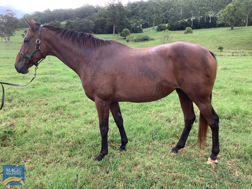 Nakota Girl (AUS) - Image 1