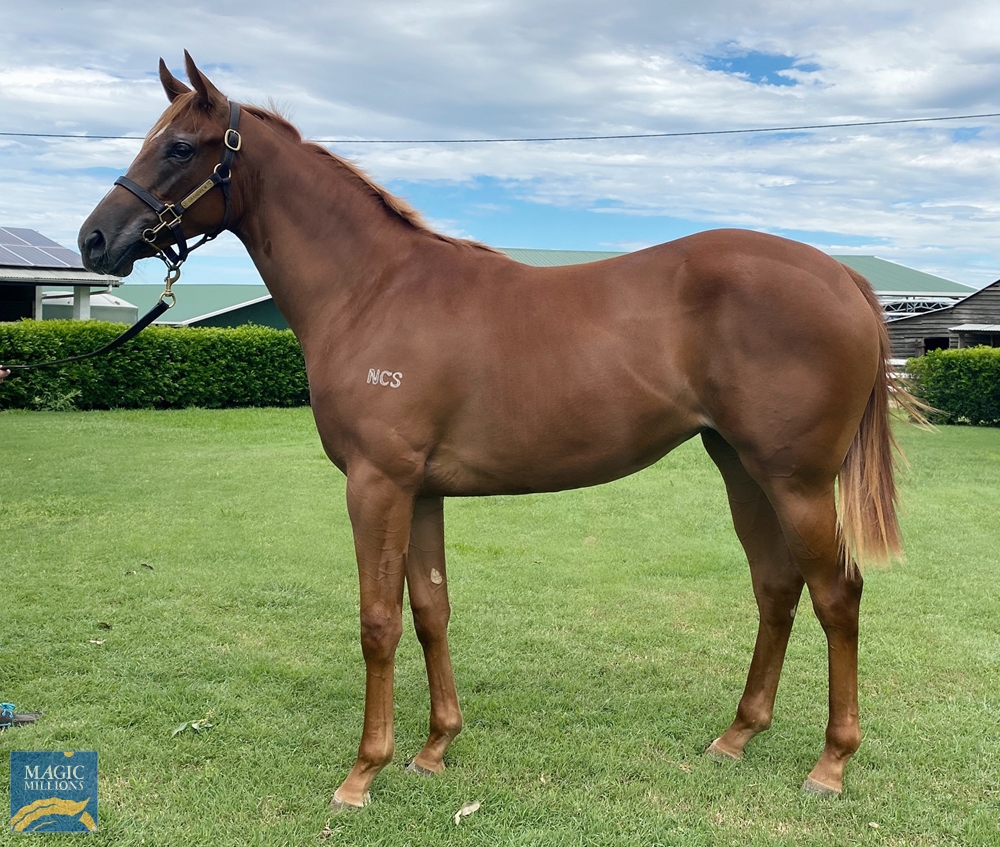 Neorealism (JPN) / Tulla Touch (AUS) 2020 Filly - Image 1