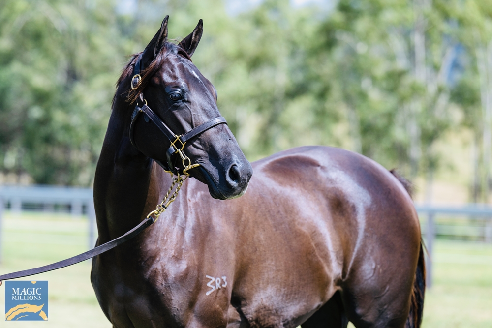 Kermadec (NZ) / Magic Love (AUS) 2020 Filly - Image 2