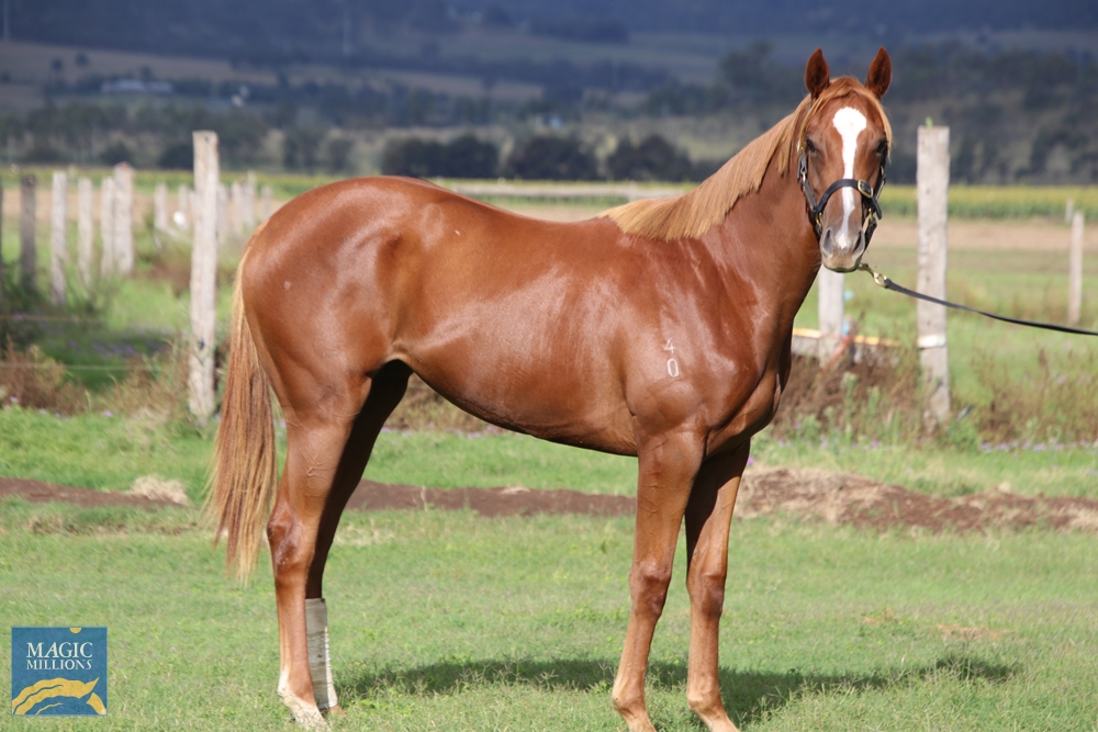 Husson (ARG) / Luna Azzura (AUS) 2020 Filly - Image 3