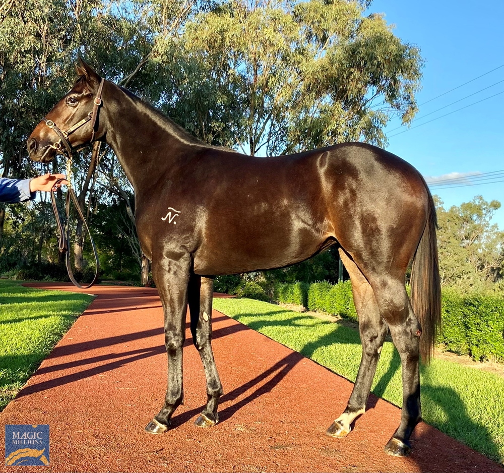 Heroic Valour (AUS) / Nuptse (AUS) 2020 Filly - Image 1