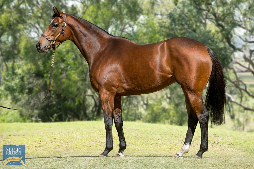 Drizzle (AUS) - Image 1