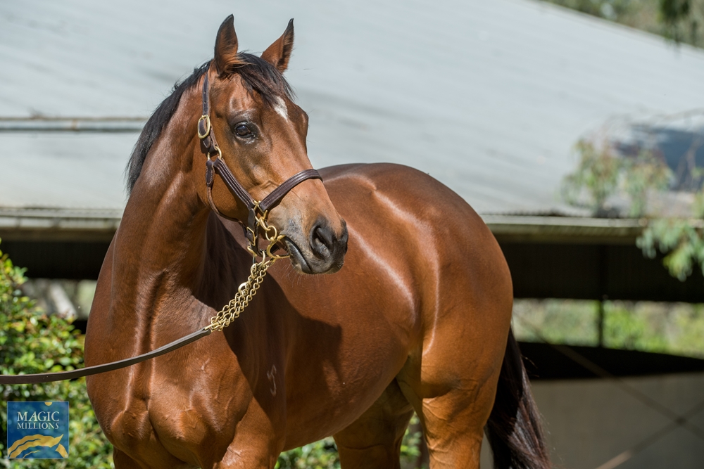 Drizzle (AUS) - Image 2