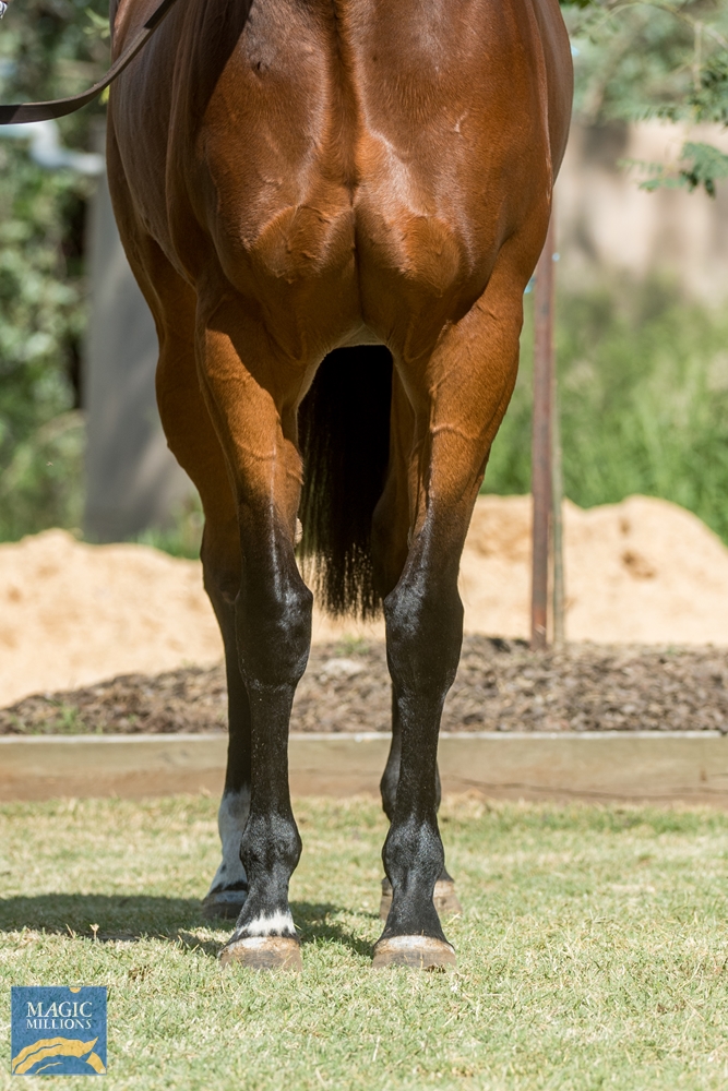 Drizzle (AUS) - Image 3