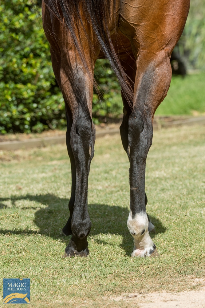 Drizzle (AUS) - Image 4