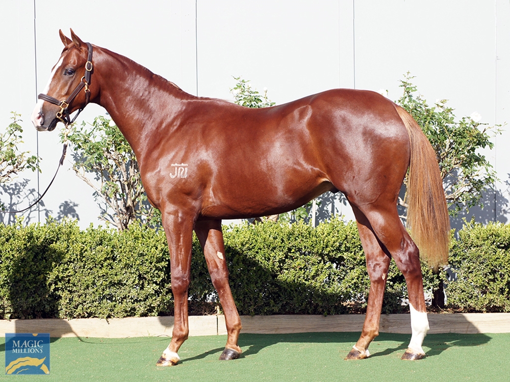 Menari (AUS) / She Brings Hope (AUS) 2020 Colt - Image 1