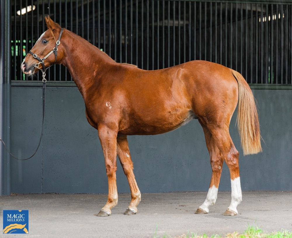 Star Witness (AUS) / Annonay (AUS) 2020 Colt - Image 1