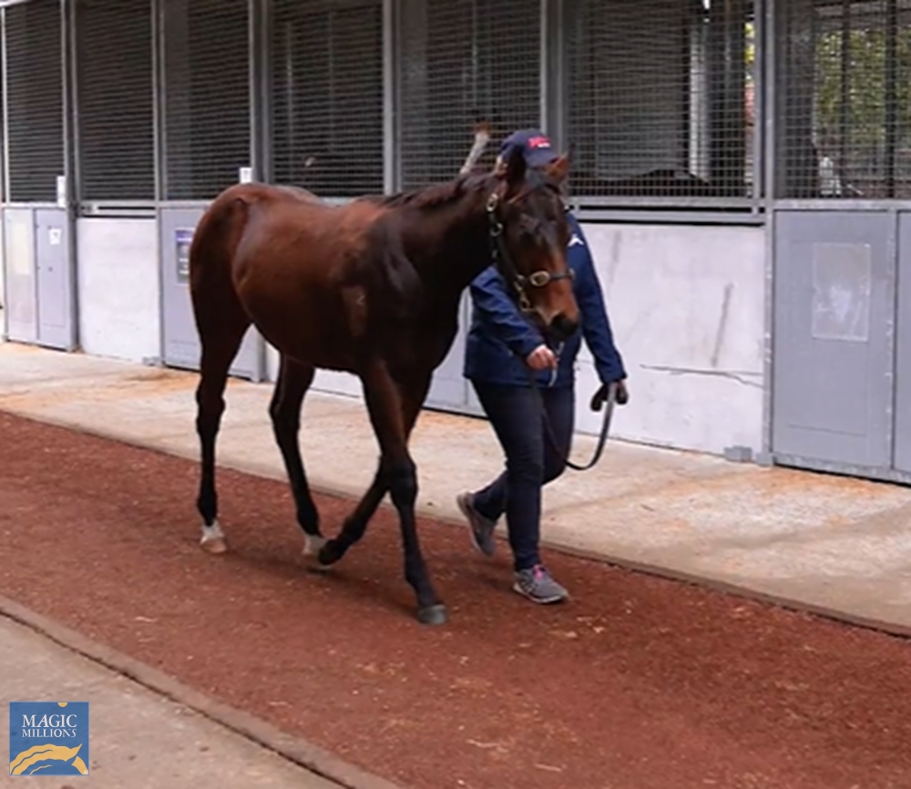 Zousain (AUS) / Miss Independent (AUS) 2021 Filly - Image 1