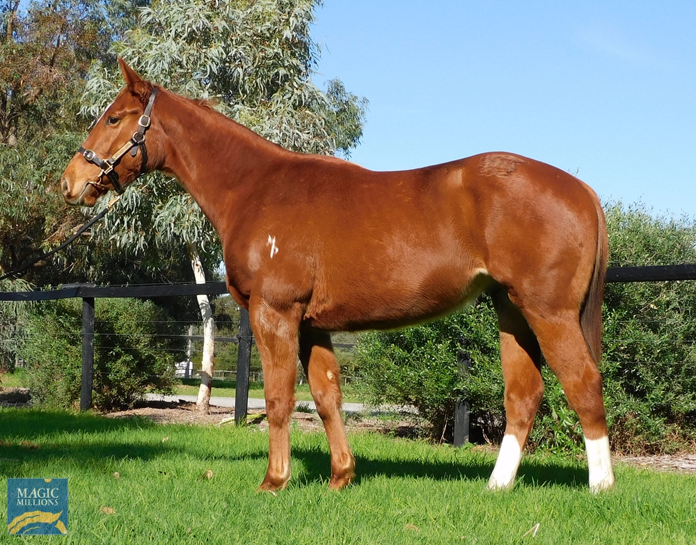 Safeguard (AUS) / Alborbrown (AUS) 2020 G - Image 1