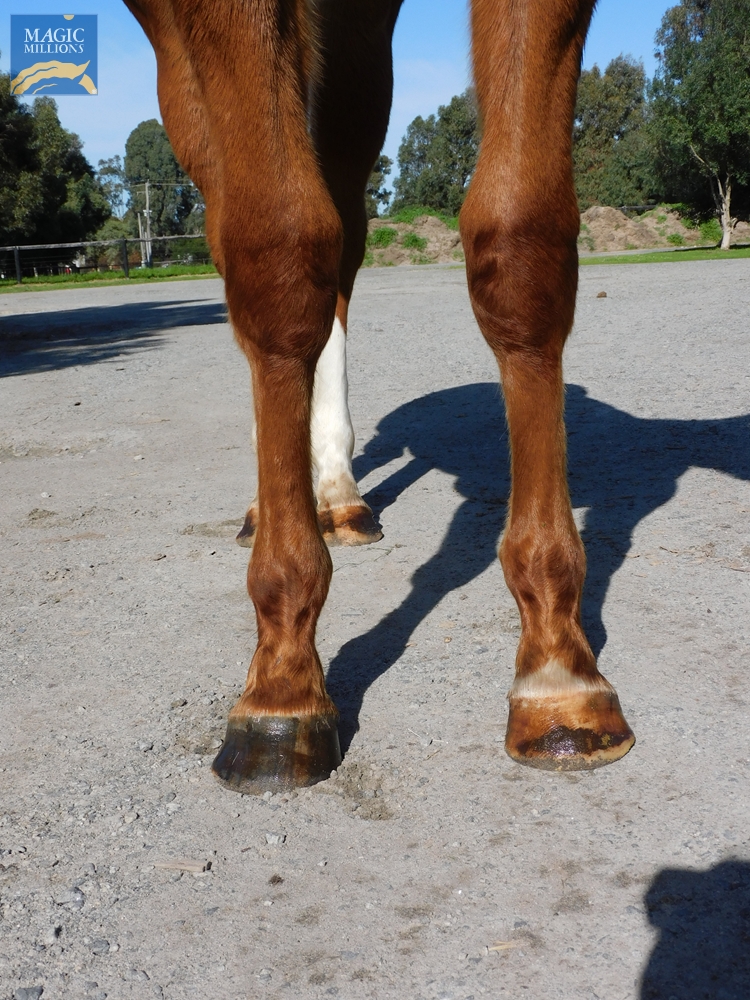 Safeguard (AUS) / Alborbrown (AUS) 2020 G - Image 2