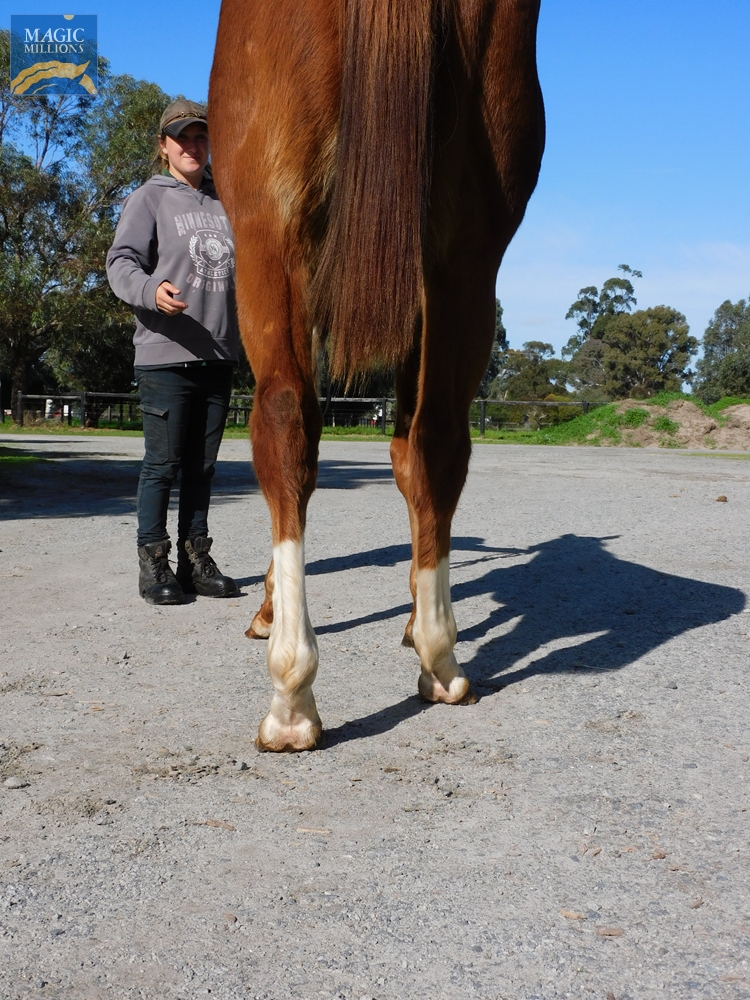 Safeguard (AUS) / Alborbrown (AUS) 2020 G - Image 3