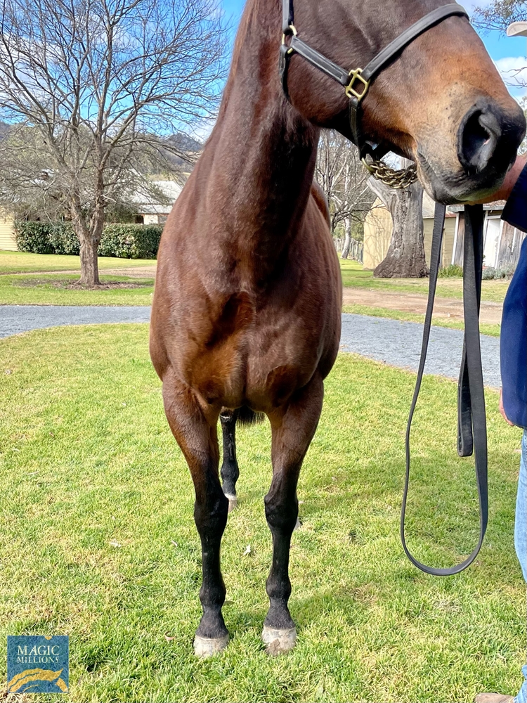 Yupik (AUS) - Image 3