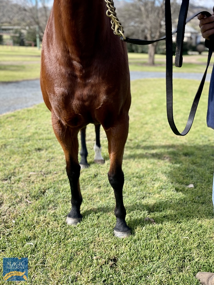 Commanding West (AUS) - Image 2