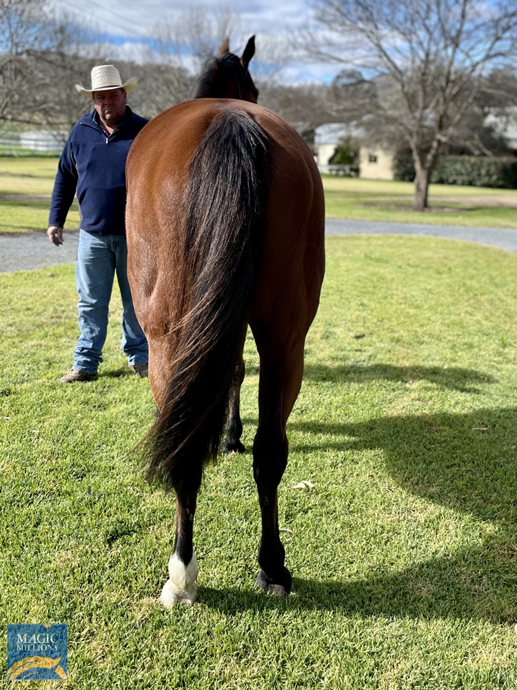 Commanding West (AUS) - Image 3