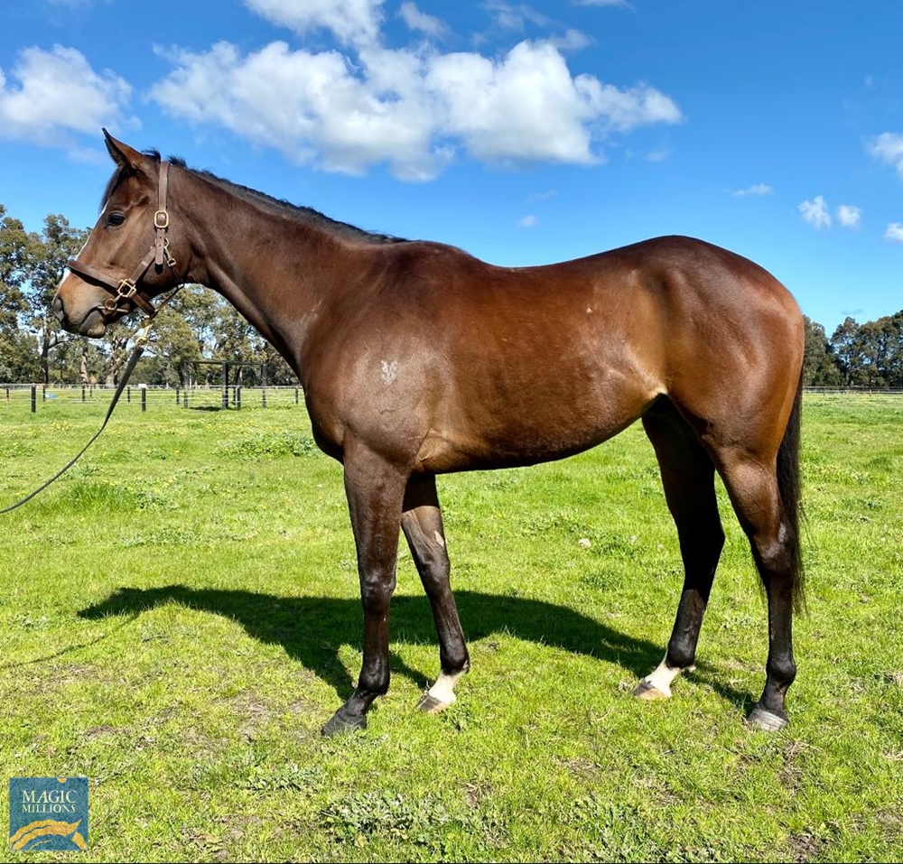 Warpipes (AUS) - Image 1