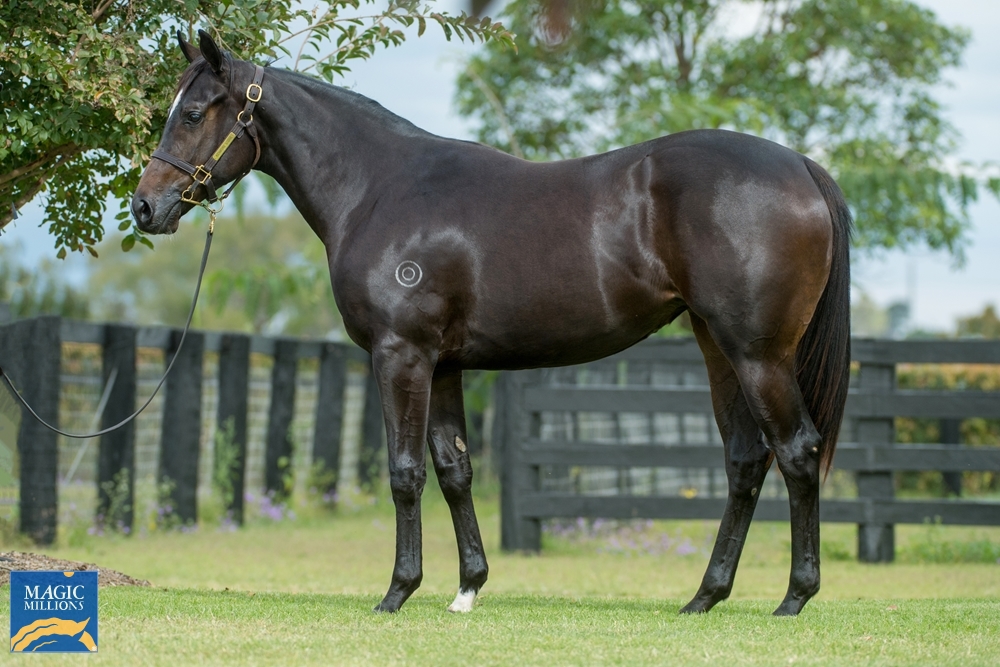 Vancouver (AUS) / Campagna (AUS) 2020 Filly - Image 1