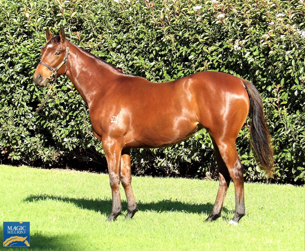 Winning Rupert (AUS) / Demanding Queen (AUS) 2020 Filly - Image 1