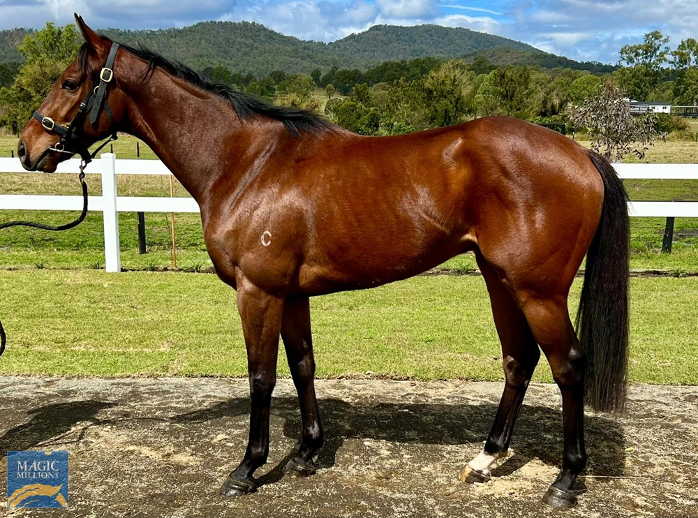 Another Jack (AUS) - Image 1