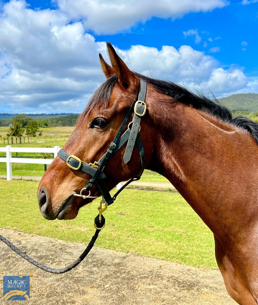 Another Jack (AUS) - Image 2